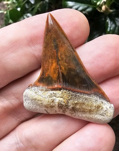Peruvian hubbelli shark - hubbelli, tooth