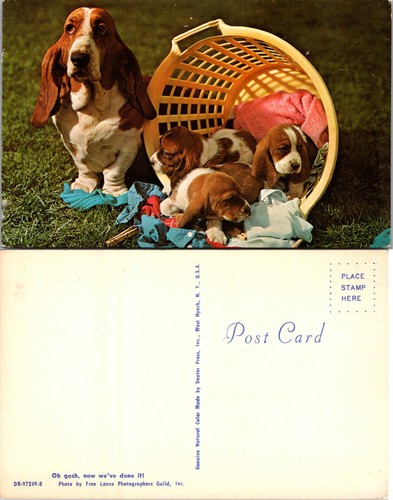 Basset hound puppies laundry - basset,