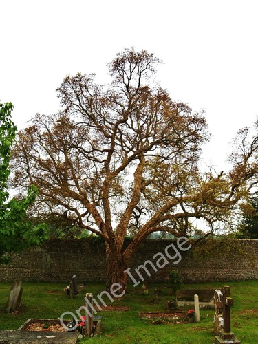 Photo 12x8 cork oak tree - 12x8,