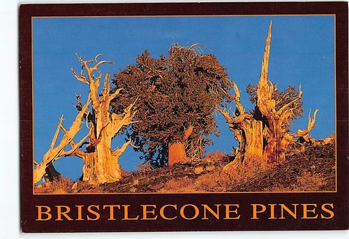 Postcard bristlecone pine - postcard,