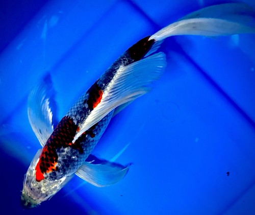 Kujaku butterfly koi - kujaku,