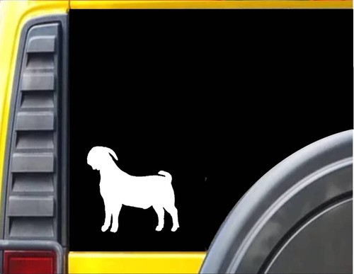 Boer goat j386 - boer,
