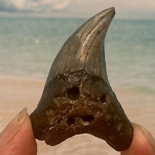 Huge benedini shark - 2.16”,