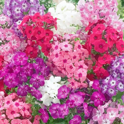 1500 seed mixed phlox - seed,