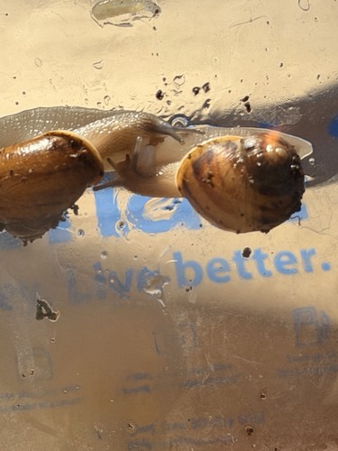 Land snails live - land,