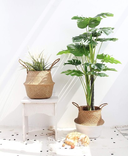 Colourtree seagrass belly - seagrass,