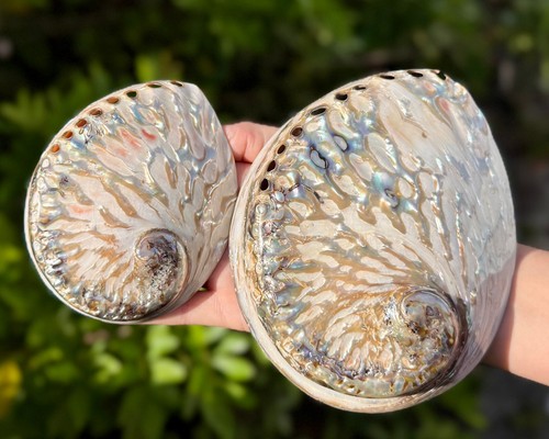 Large polished abalone shells - abalone,