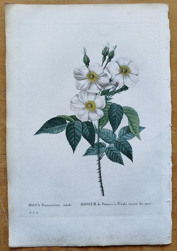 Rosa damascena subalba rose - damascena,