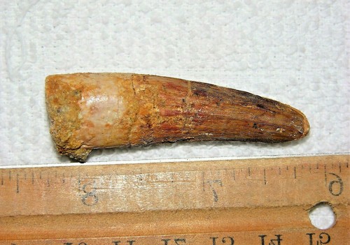 Inch long spinosaurus tooth - 2,