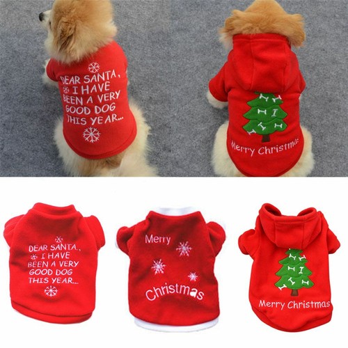 Cute dog puppy - dog,