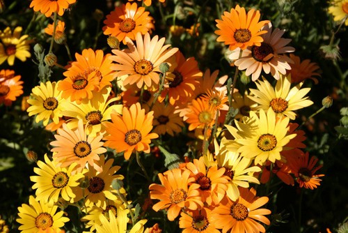 African daisy seeds heirloom - daisy, seeds,