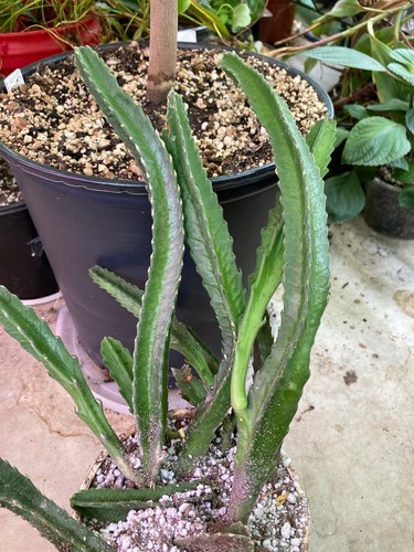 Stapelia gigantea giant - stapelia, gigantea,