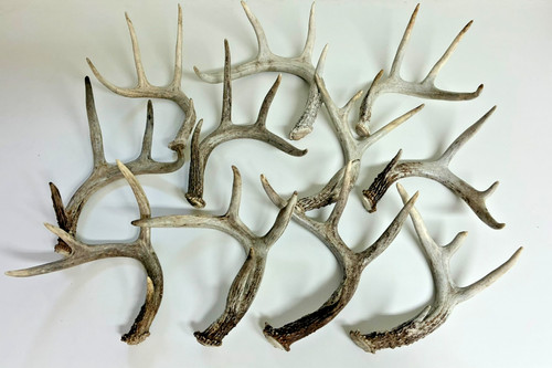 Whitetail shed antlers - 3,