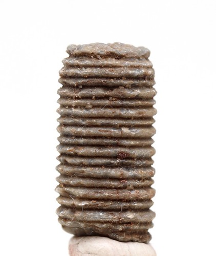 Crinoid fossil stem echinoid - stem,
