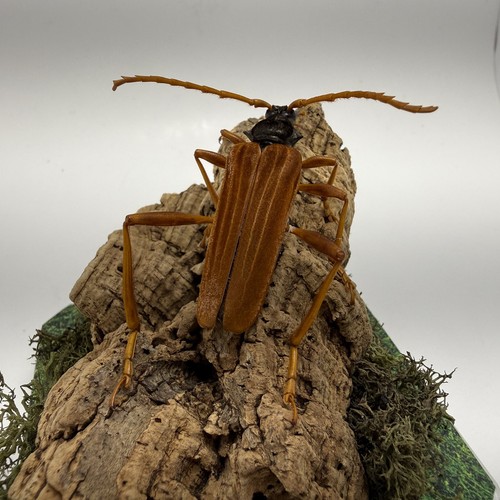 Schmidtiana spinicollis beetle - schmidtiana,