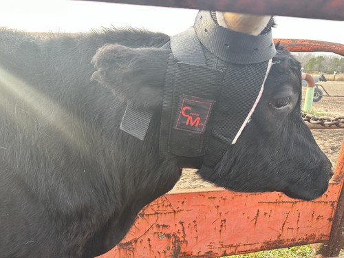 Horn wraps for - horn, roping