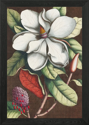 Magnolia flower botanical - magnolia,