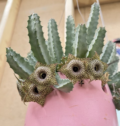 Guttata hybrids rooted plants - guttata,