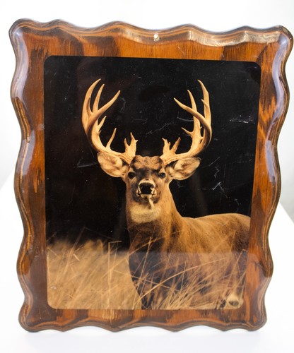 Whitetail buck deer - whitetail,