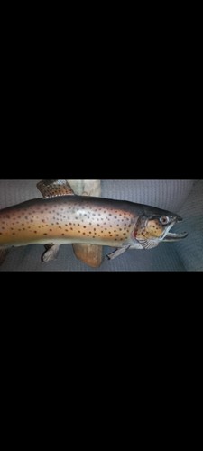 Brown trout in real - mi, trout.