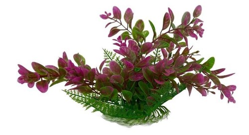 Pcs assorted fish - 10,