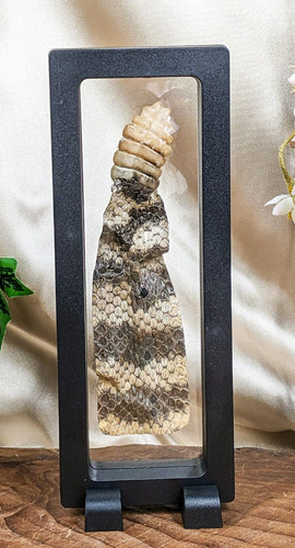 Rattlesnake button rattle - rattlesnake,