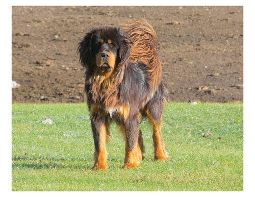 Tibetan mastiff dog - dog, 8x10