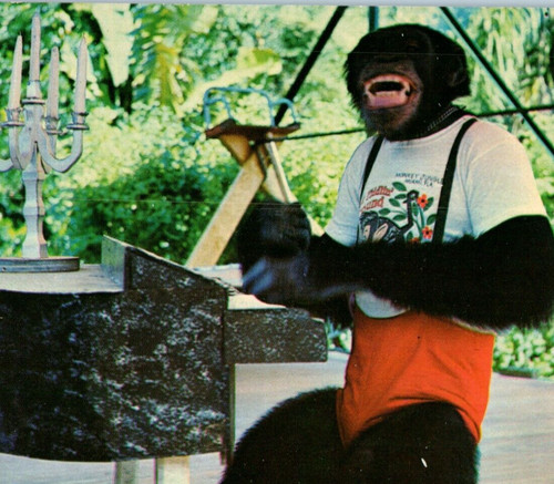Monkey red jumper - monkey, jungle