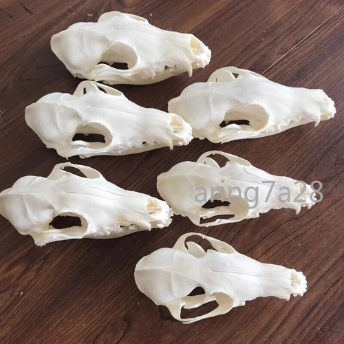 Real fox 10pcs - fox, 5/10pcs/set