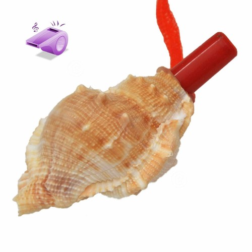 Natural conch shell whistle - natural,