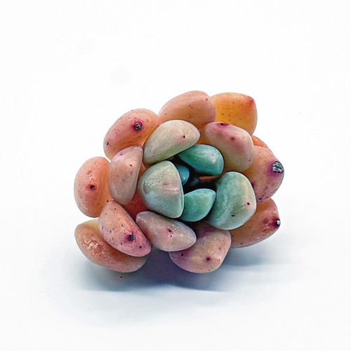 Imported succulent echeveria - imported,
