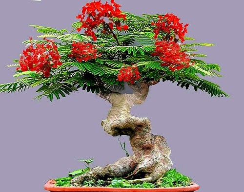 Flamboyant flame tree seeds - flame,