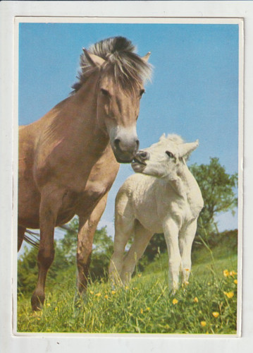 Norwegian fjord mare foal - fjord,