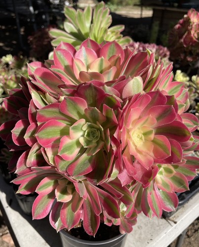 Succulents live - succulents,