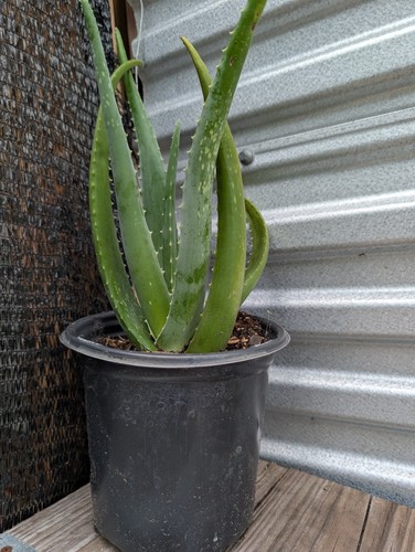 Big aloe vera barbadensis - big,