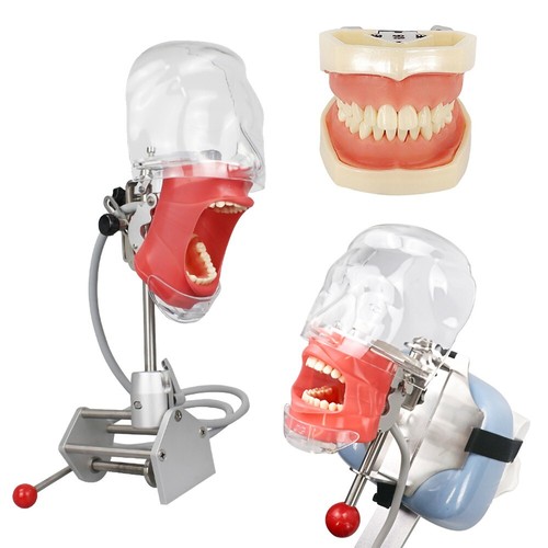 Dental simulator mannequin - dental,