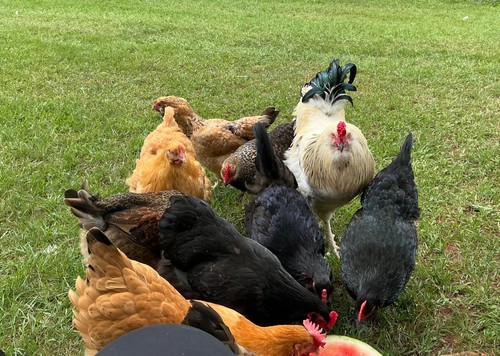 Chicken hatching eggs - chicken, eggs,(6)