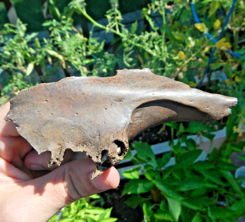 Fossil juvenile bison - bison, sp