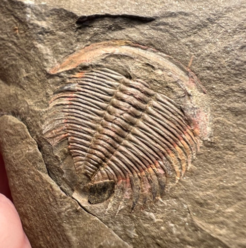 Dactylocephalus trilobite - sp.,