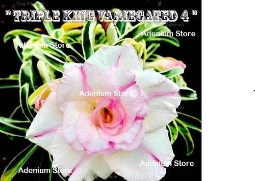 Triple bloom desert rose - 2,