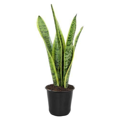 Live snake plant - snake, (laurentii)