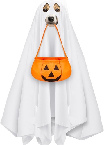 Halloween ghost dog costume - dog,