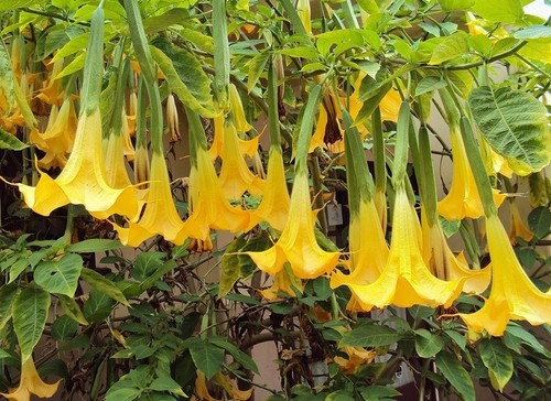 Angel trumpet brugmansia - trumpet,
