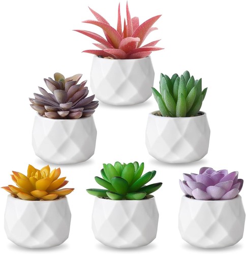 Pck succulents plants - 6,
