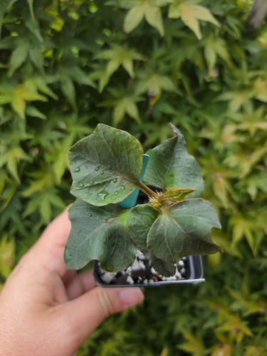Euphorbia francoisii rare live - euphorbia,