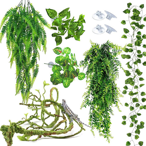 Reptile plants for terrarium - reptile,