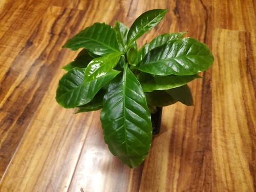 Yellow cherry coffee live - ,