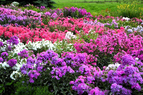 Tall garden phlox - 10,