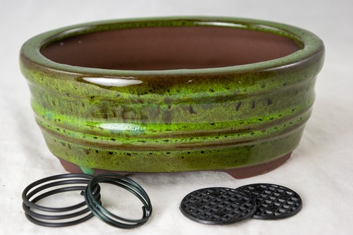 Oval glazed succulent bonsai - succulent,,