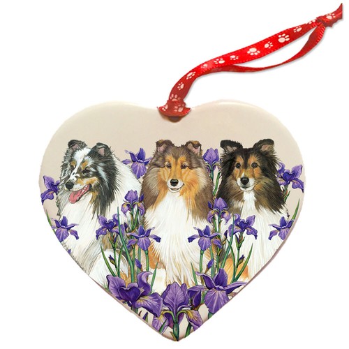 Shetland sheepdog sheltie dog - shetland,